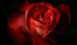 荆棘玫瑰,探寻爱与痛苦的交织之旅